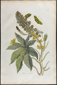 Merian, Folio - Castor Plant (Ricinus) with Butterfly Metamorphosis. 30
