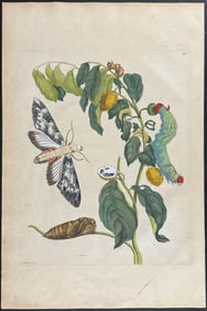 Merian, Folio - Soursop with Moth Metamorphosis. 3
