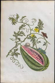 Merian, Folio - Watermelon Vine with Acharia Moth Metamorphosis. 15