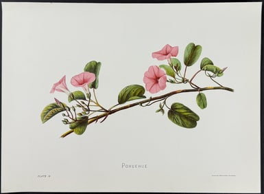 Sinclair, Hawaii - Pohuehue (Ipomaea pescaprae)