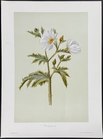 Sinclair, Hawaii - Puakala (Argemone mexicana)