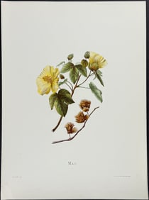 Sinclair, Hawaii - Mao (Gossypium tomentosum)
