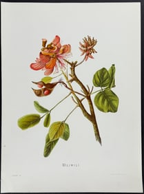 Sinclair, Hawaii - Wiliwili (Erythrina monosperma)
