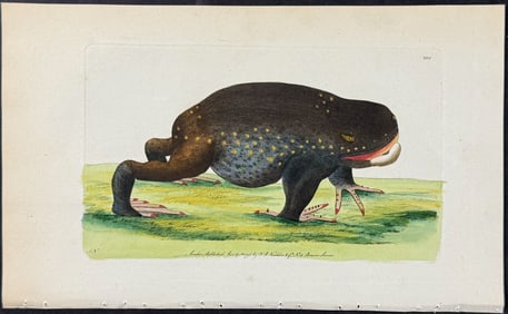 Shaw & Nodder, Australia - Australian Frog. 200