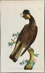 Shaw & Nodder, Australia - Funereal Cockatoo. 186