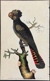 Shaw & Nodder, Australia - Magnificent Cockatoo. 50