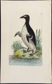 Shaw & Nodder - Great Awk (Auk). 417