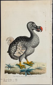 Shaw & Nodder - The Dodo Bird (plus text & Head & Leg Engravings. 123