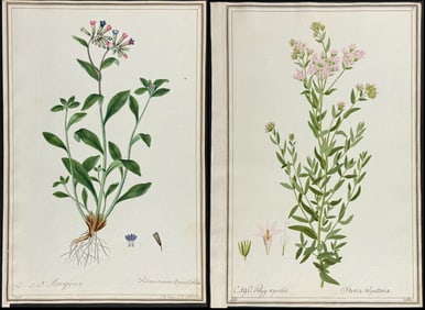 4 Original Botanical Watercolors after Ledl , Knapp for Oeder, Jacquin (according to Linnaeus