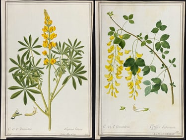 4 Original Botanical Watercolors after Ledl for Jacquin, Curtis, Miller (according to Linnaeus