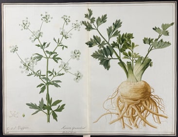 Original Watercolor of Celery (Apium graveolens) after Ledl for Blackwell (according to Linnaeus
