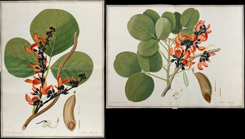 Original Watercolor of Sacred Tree (Butea Frondosa & Superba) after Ledl for Banks (according to