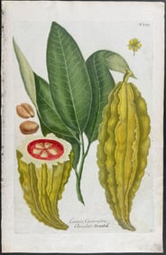 Weinmann - Cocoa Plant (Cacao, Chocolate). 277
