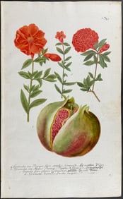 Weinmann - Pomegranate. 557