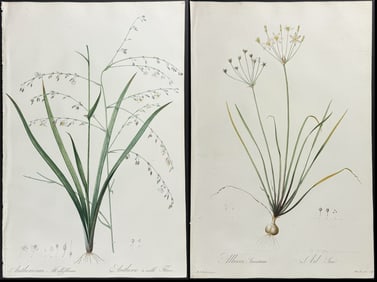 Redoute - 3 Botanical Engravings (Onion, Vanilla Lily)