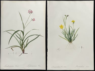 Redoute - Pair of Botanical Engravings