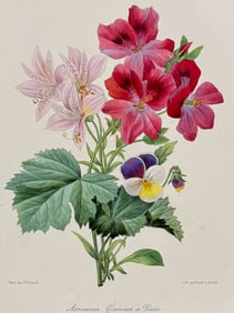 Redoute & Villain, Rare - Bouquet of Flowers: Geranium, Pansy. 32
