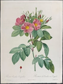 Redoute - Rose; Rosa Carolina Corymbosa (Native to North America)
