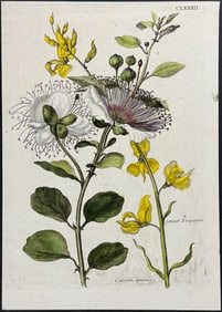 Merian - Caper & Spanish Broom. 182