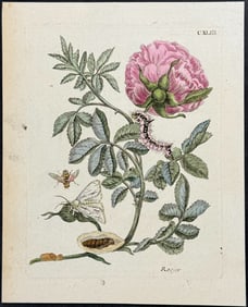 Merian - Rose with Bee & Moth Metamorphosis. 143