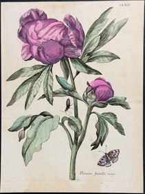 Merian - Peony with Butterfly & Insect. 164