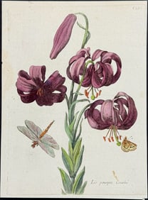 Merian - Lily with Dragonfly & Butterfly. 153