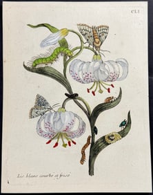 Merian - Lily with Moth Metamorphosis. 151