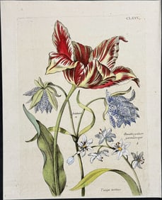 Merian - Tulip, Fritillary, Star of Bethlehem. 180