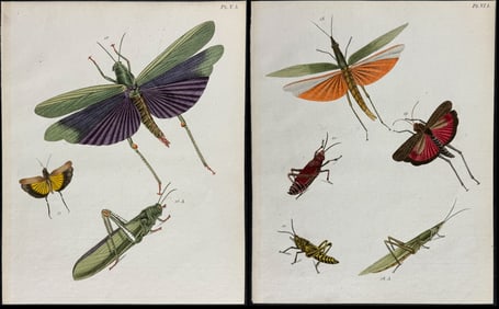 Stoll - Pair of Grasshopper or Locust Engravings