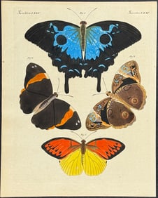 Bertuch - Butterfly. 28