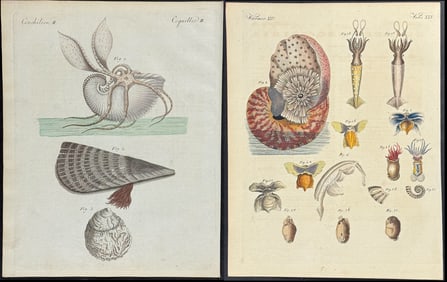 Bertuch - Pair of Engravings of Nautilus, Squid, Shells