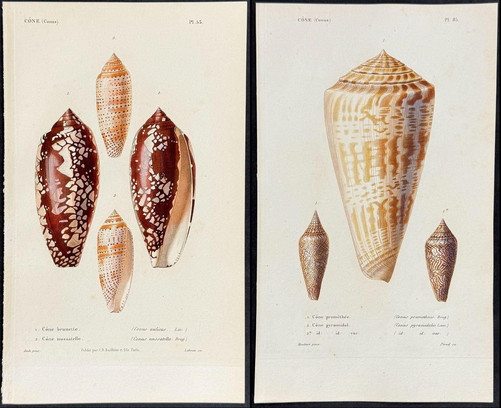 Kiener - 8 Shell Engravings (1 of 9)