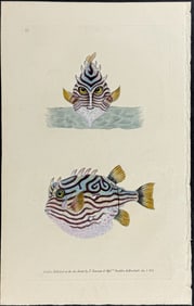 Donovan - Tobin's Striped Trunk Fish. 66