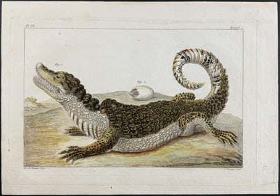 Buchoz - Caiman Alligator or Crocodile with Egg. 6