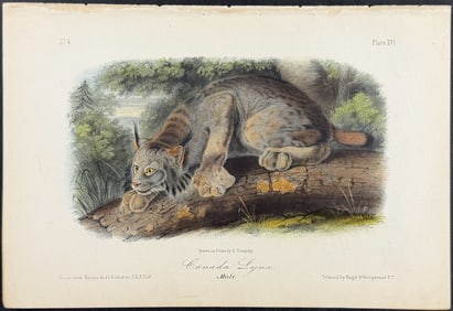 Audubon - Canada Lynx. 16