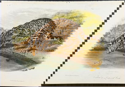 Audubon - Ocelot or Leopard Cat. 86