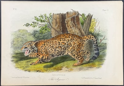 Audubon - Jaguar. 101