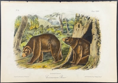 Audubon - Cinnamon Bear. 127