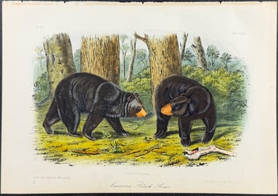 Audubon - American Black Bear. 141