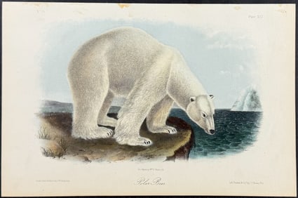 Audubon - Polar Bear. 91