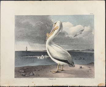 Doughty - Pelican. 6
