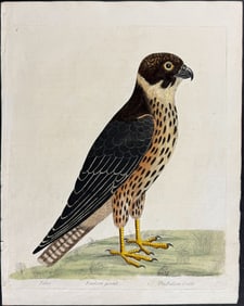 Albin - Falcon, Gentle. 6