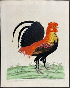 Albin - Bantom Cock (Rooster or Chickent). 33