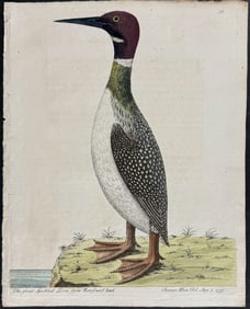 Albin - Great Speckled Loon from Newfoundland. 93