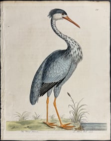 Albin - Great Blue Heron (Blew Heron). 79