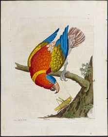 Albin - Parrot or Lory with Grasshopper (Laurey from the Brasils [Brazil]). 13