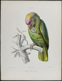Souance - Parrot (Chysotis diadema). 32