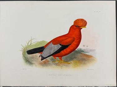 Sclater - Cock of the Rock. 15