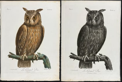 Levaillant - Pair of Owl Engravings
