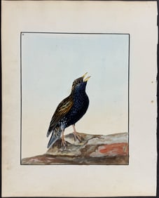 Lewin, Original Watercolor - Starling. 56